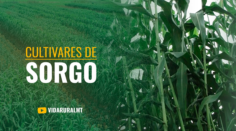 SORGO COMO OPÇÃO PARA BIOMASSA